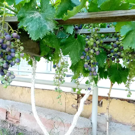 Homestay Haciely Thermal Denizli (Denizli)